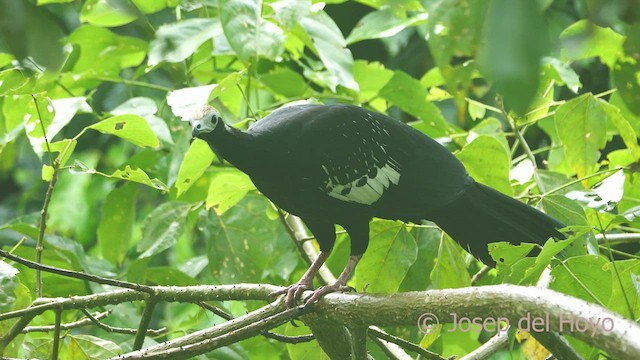Blue-throated Piping-Guan - ML467025221
