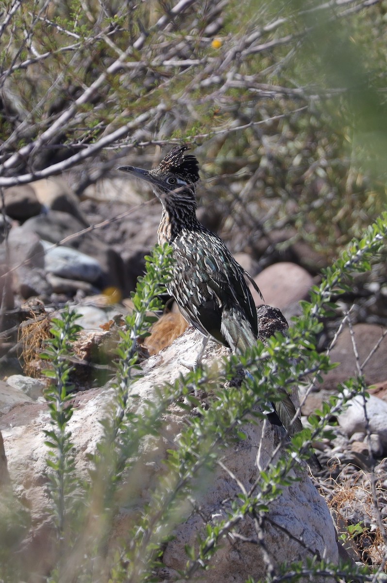 Greater Roadrunner - ML467025401