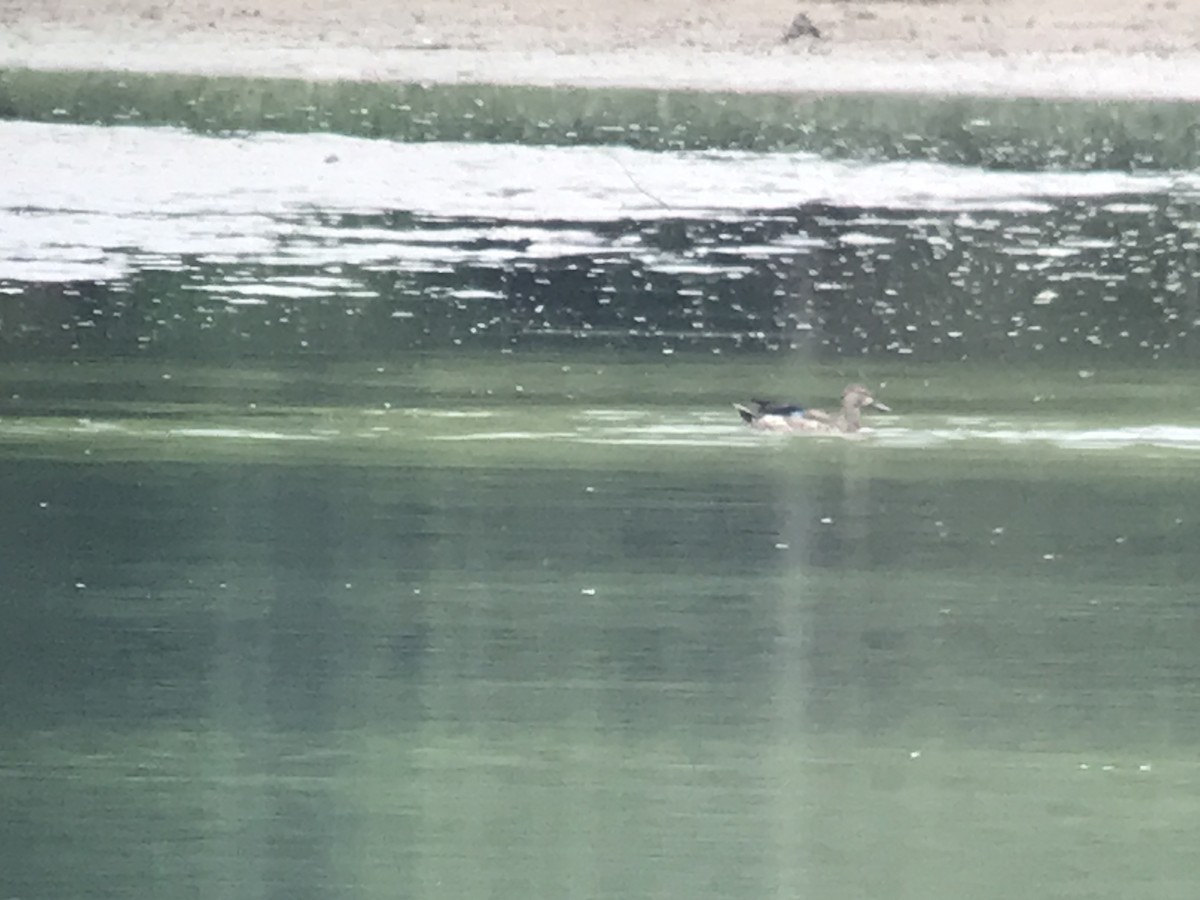 Blue-winged Teal - ML467025481