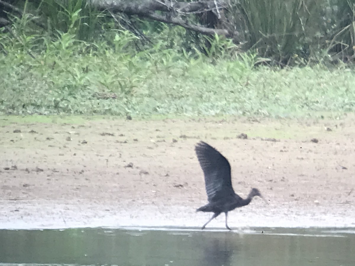 Glossy Ibis - ML467026121