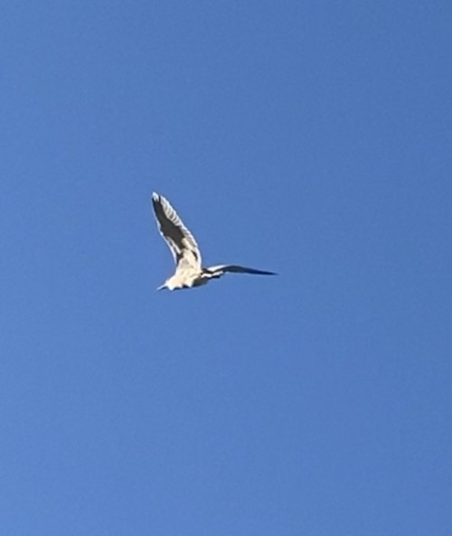 Black-crowned Night Heron - ML467026391