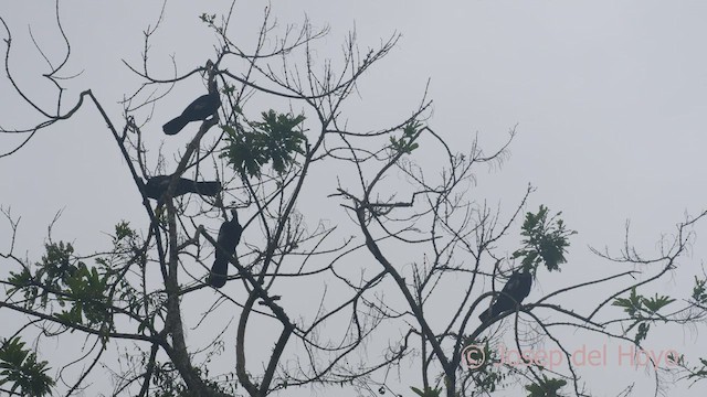 Blue-throated Piping-Guan - ML467026651