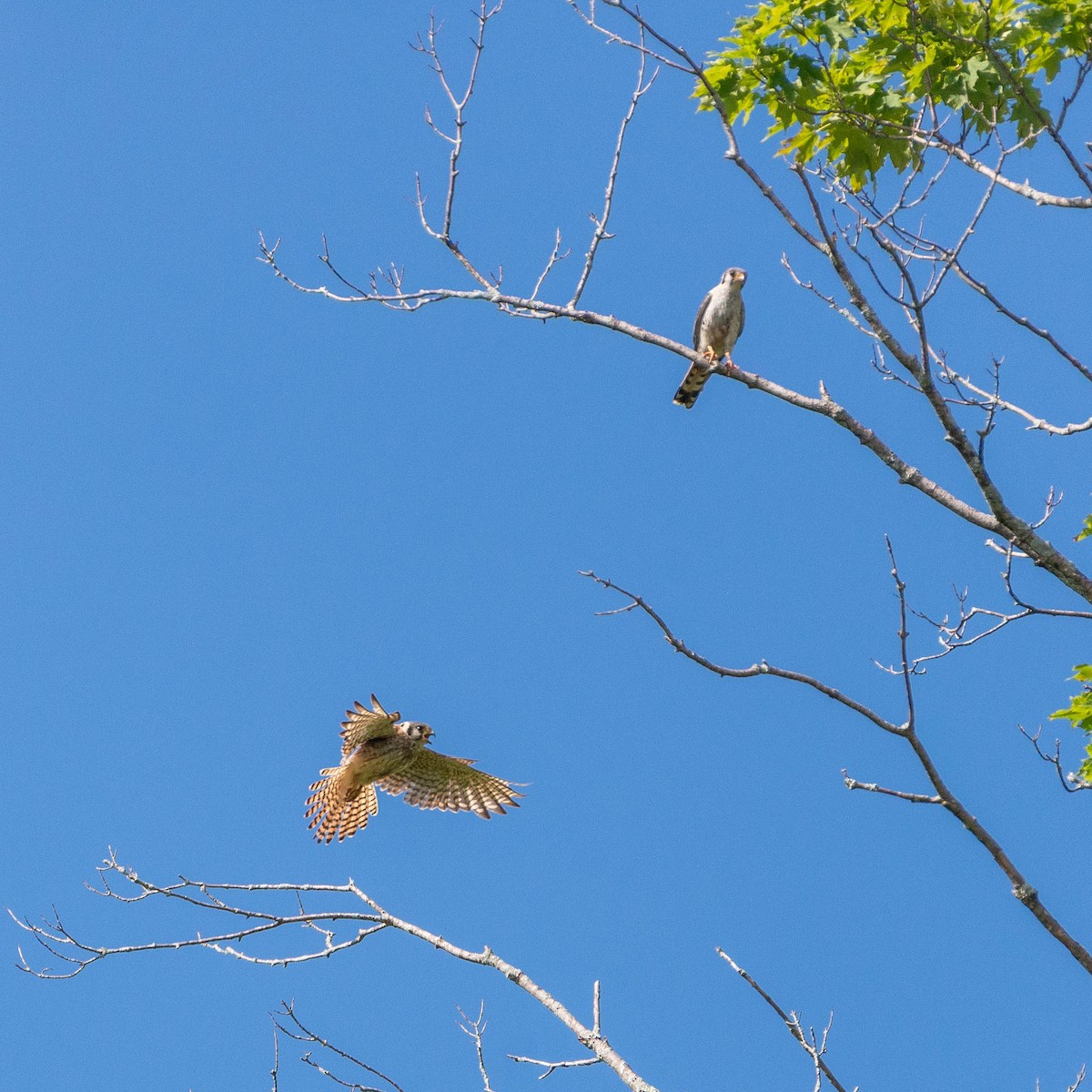 American Kestrel - ML467027171