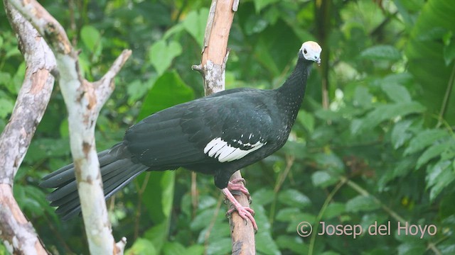 Blue-throated Piping-Guan - ML467027581