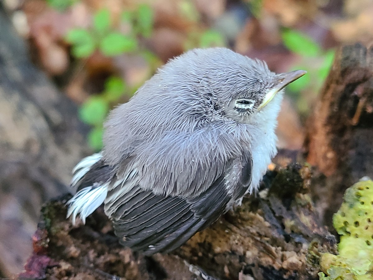 Blue-gray Gnatcatcher - ML467030141