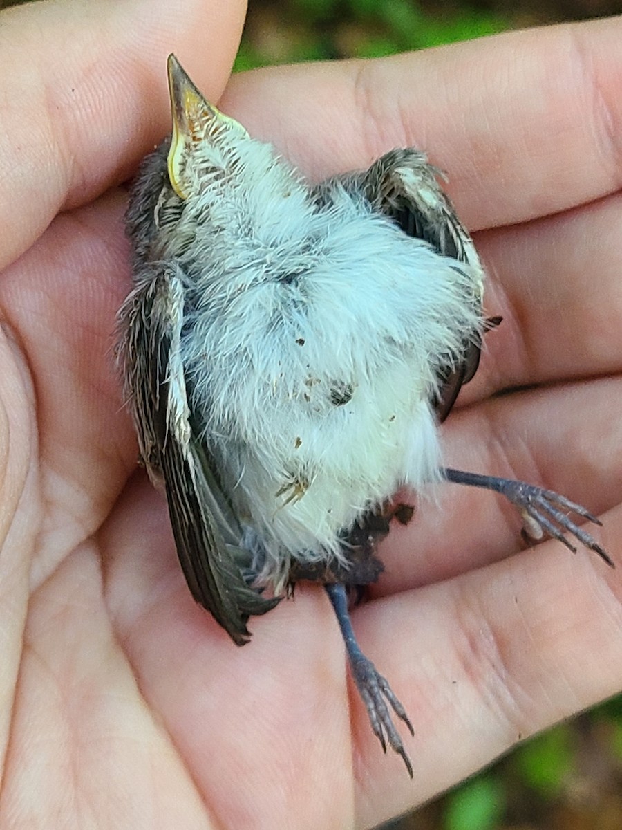 Blue-gray Gnatcatcher - ML467030151