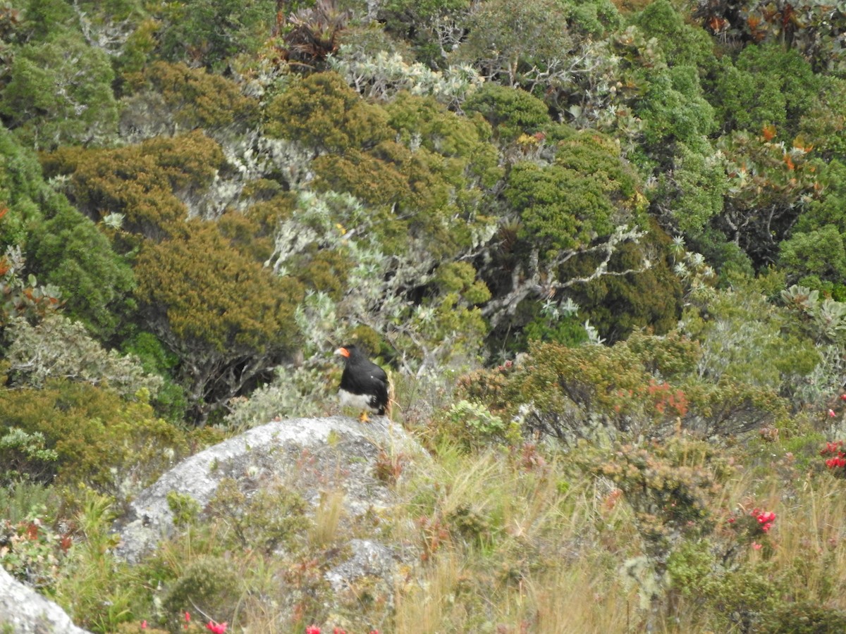 Mountain Caracara - Agustin Carrasco