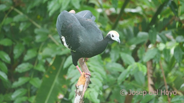 Blue-throated Piping-Guan - ML467030931