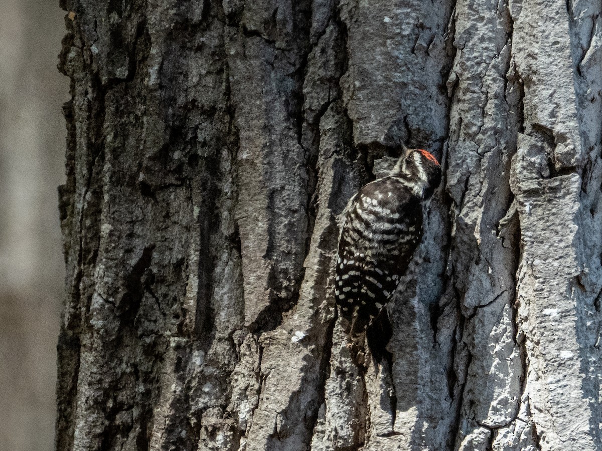 Nuttall's Woodpecker - ML467031291