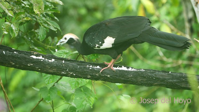 Blue-throated Piping-Guan - ML467031751