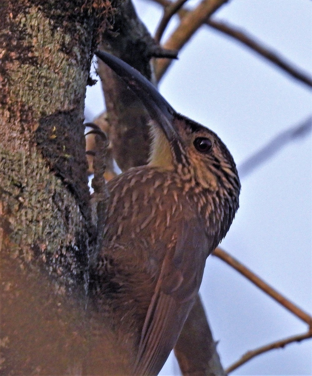 White-throated Woodcreeper - ML467031851