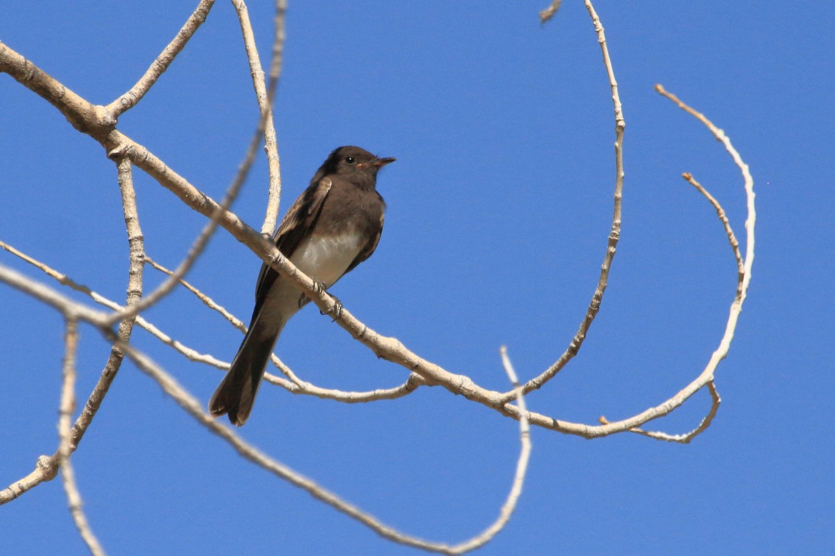Black Phoebe - ML467033001