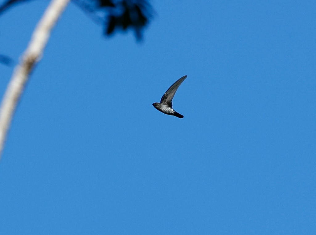 Glossy Swiftlet - Jenna McCullough