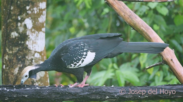 Blue-throated Piping-Guan - ML467034321