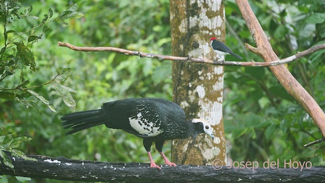 Blue-throated Piping-Guan - ML467034371
