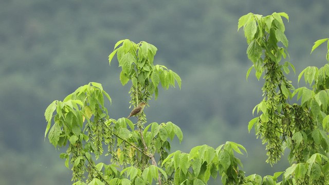 Melodious Warbler - ML467035441