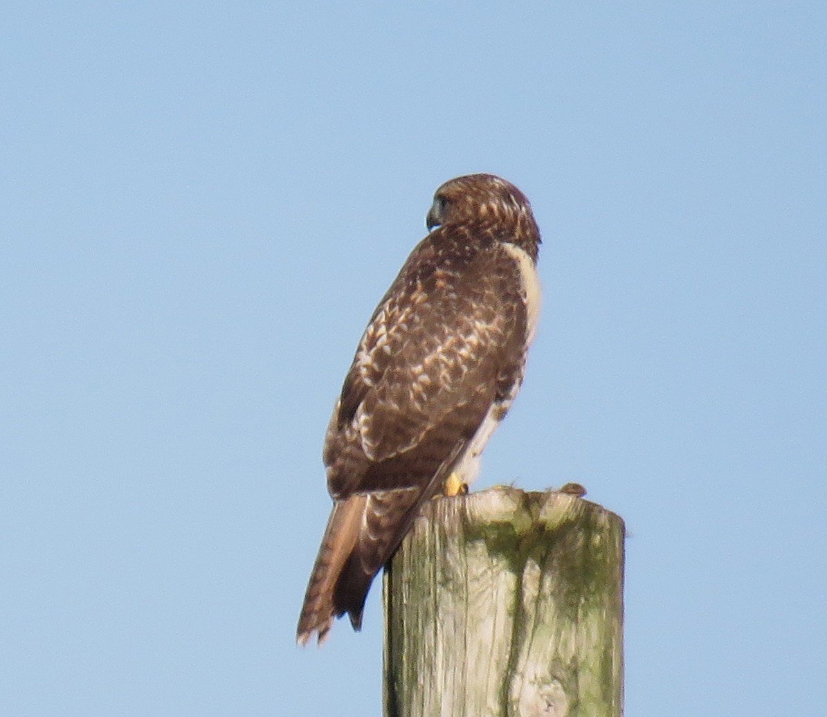 Red-tailed Hawk - ML467035721