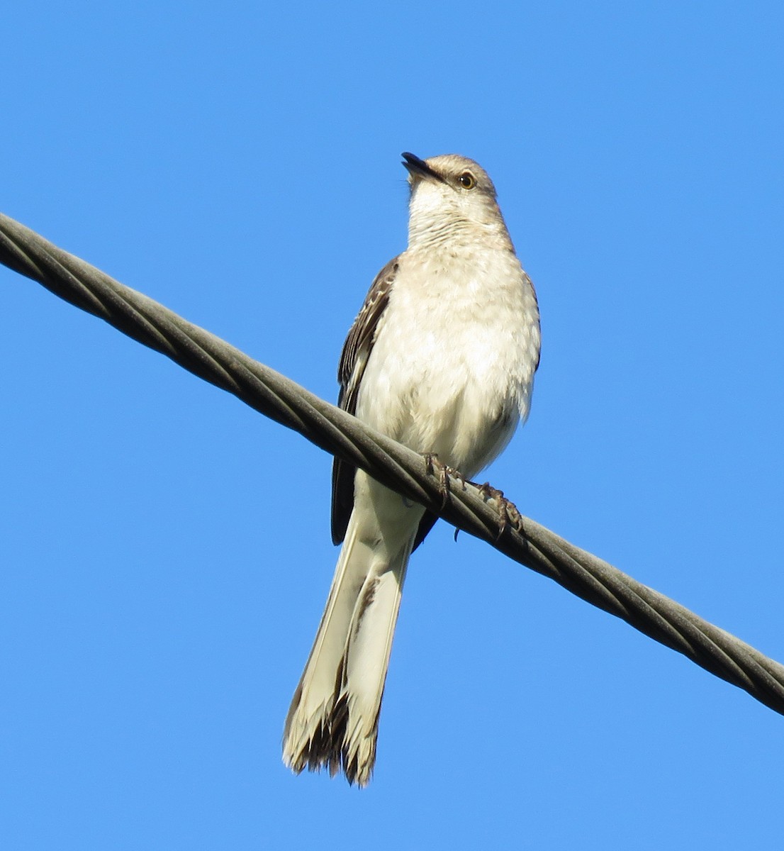 Northern Mockingbird - ML467035801
