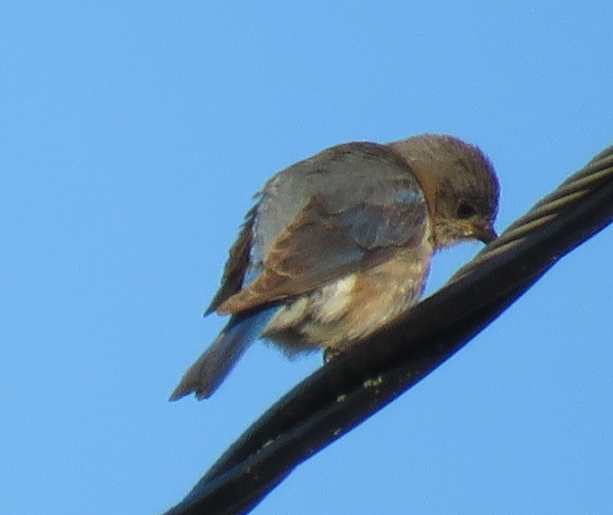 Eastern Bluebird - ML467035871