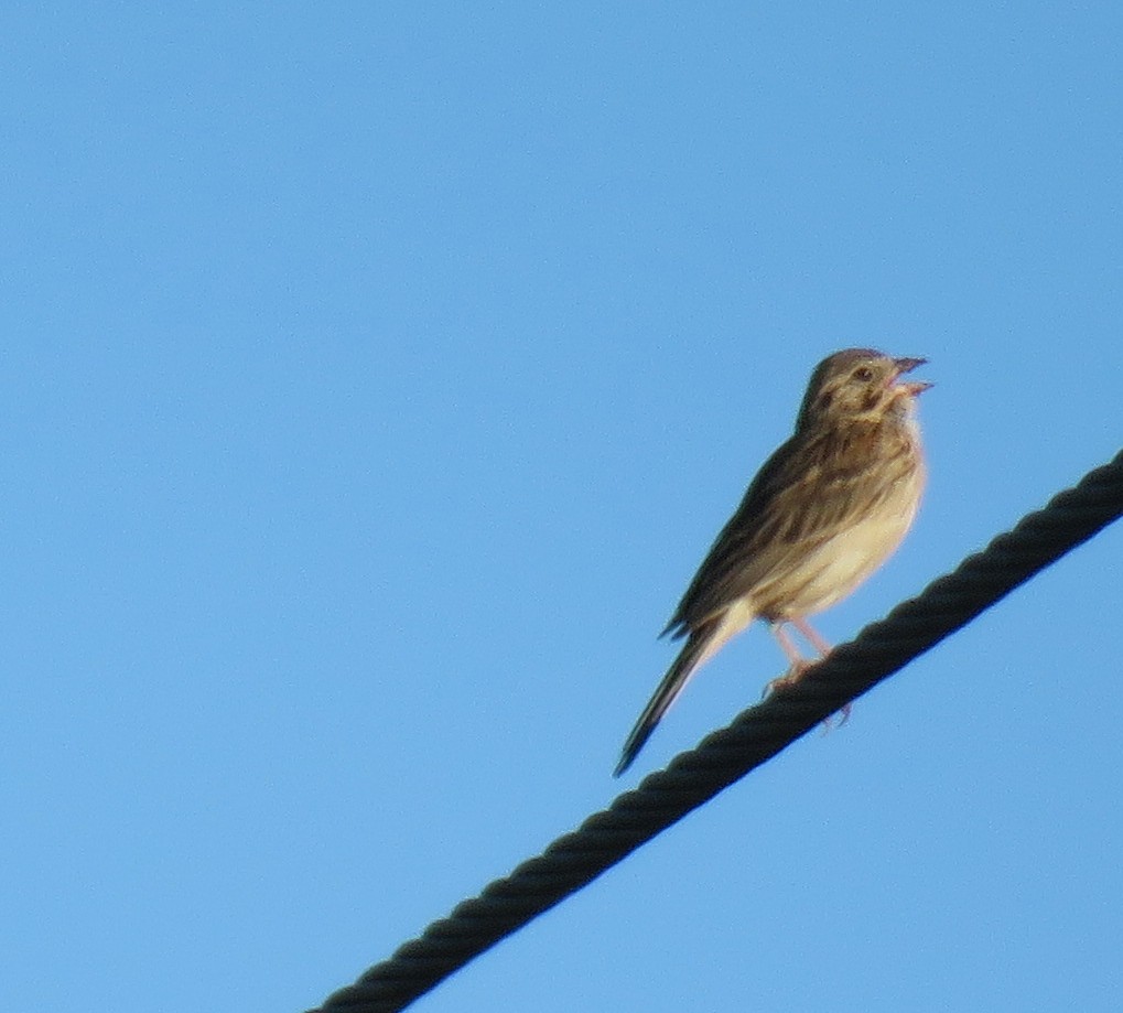 Song Sparrow - ML467035931
