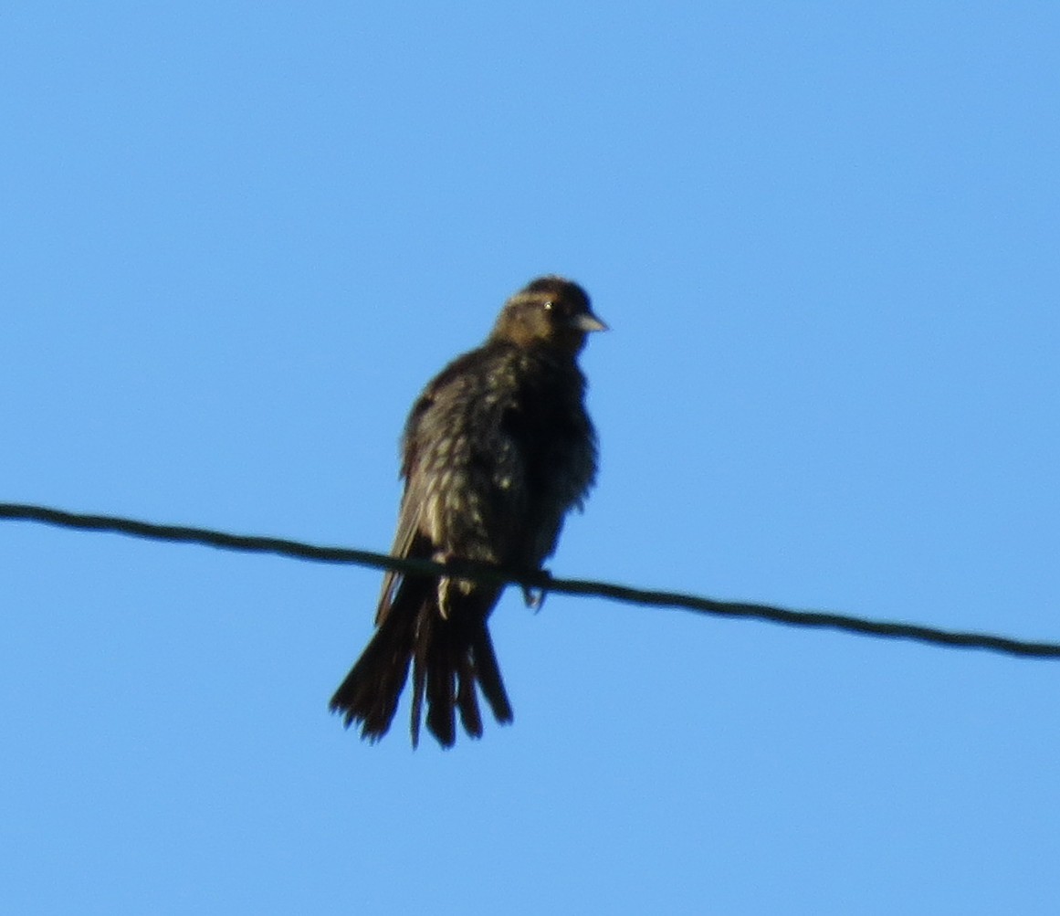 Red-winged Blackbird - ML467035971