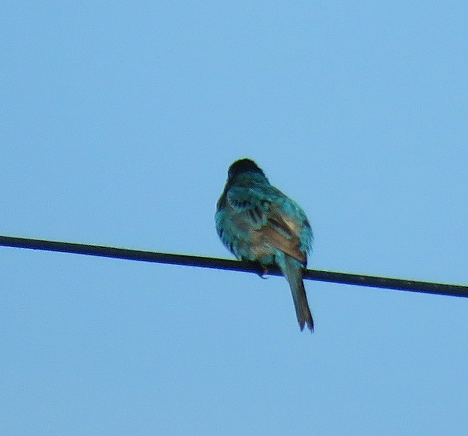 Indigo Bunting - ML467036311