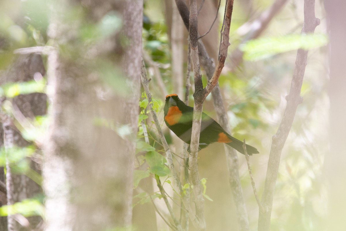 Puerto Rican Bullfinch - Scott Godshall