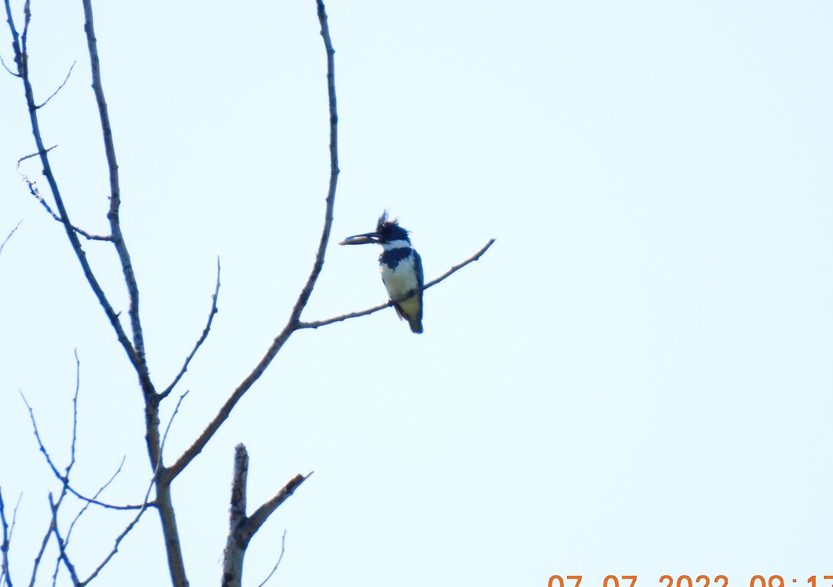 Belted Kingfisher - ML467036731