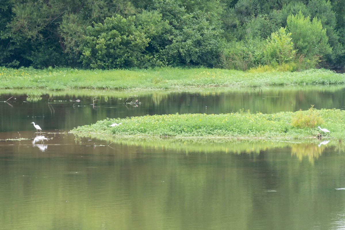 Little Blue Heron - ML467036771