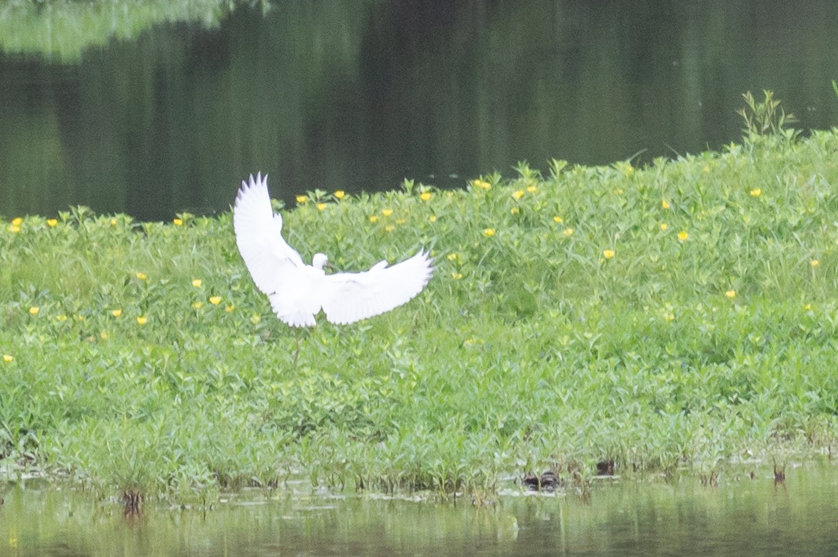 Little Blue Heron - ML467036781