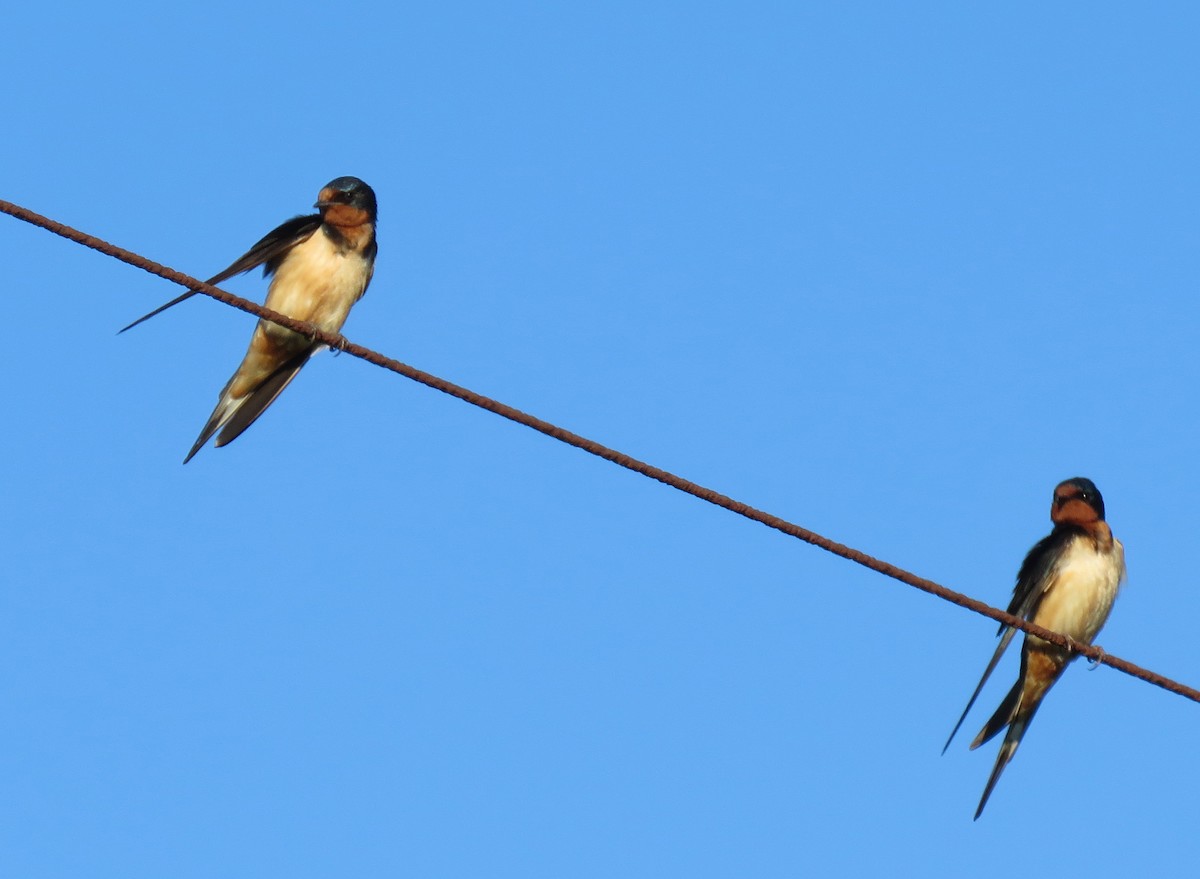 Barn Swallow - ML467036811