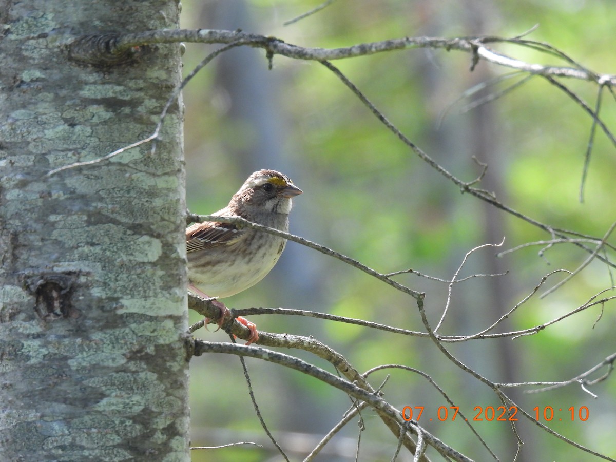White-throated Sparrow - ML467036871