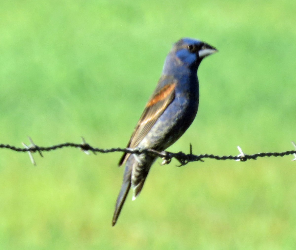 Blue Grosbeak - ML467036891