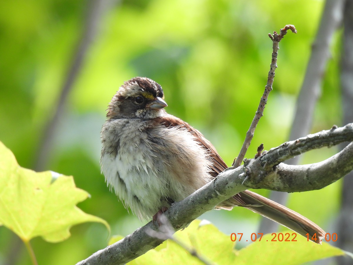 White-throated Sparrow - ML467037511