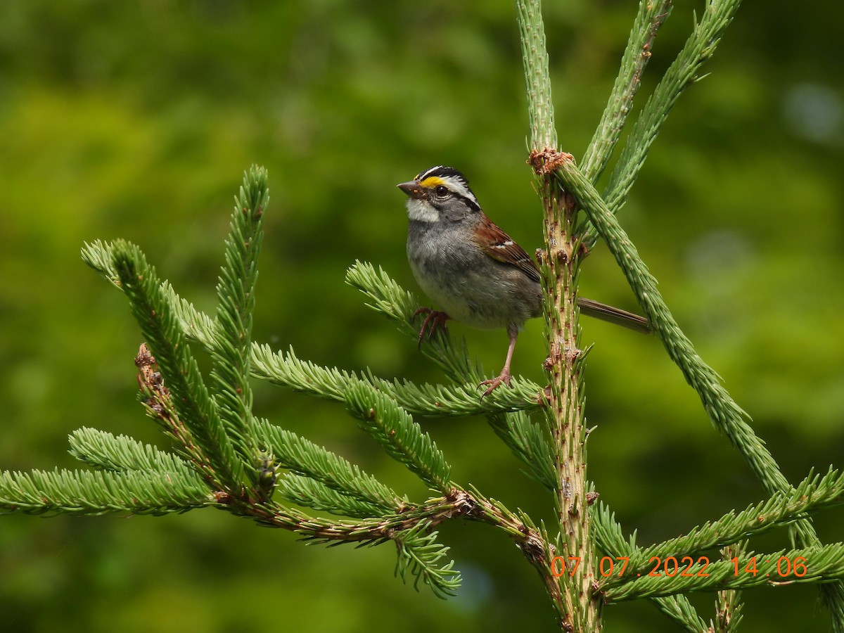 White-throated Sparrow - ML467037521