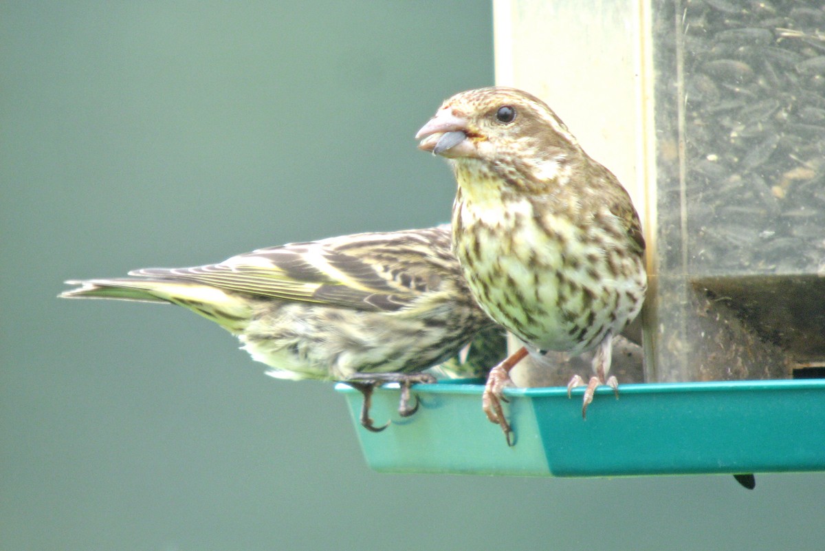 Purple Finch - ML467037821