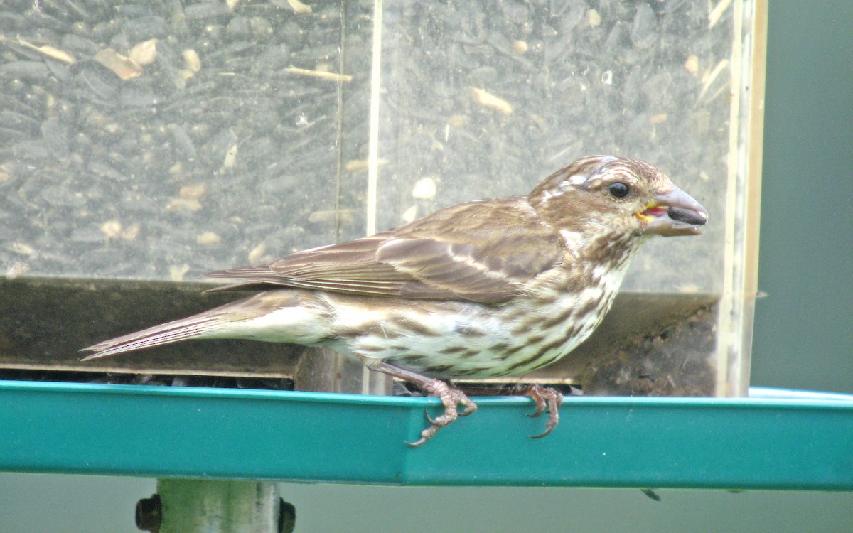 Purple Finch - ML467037831