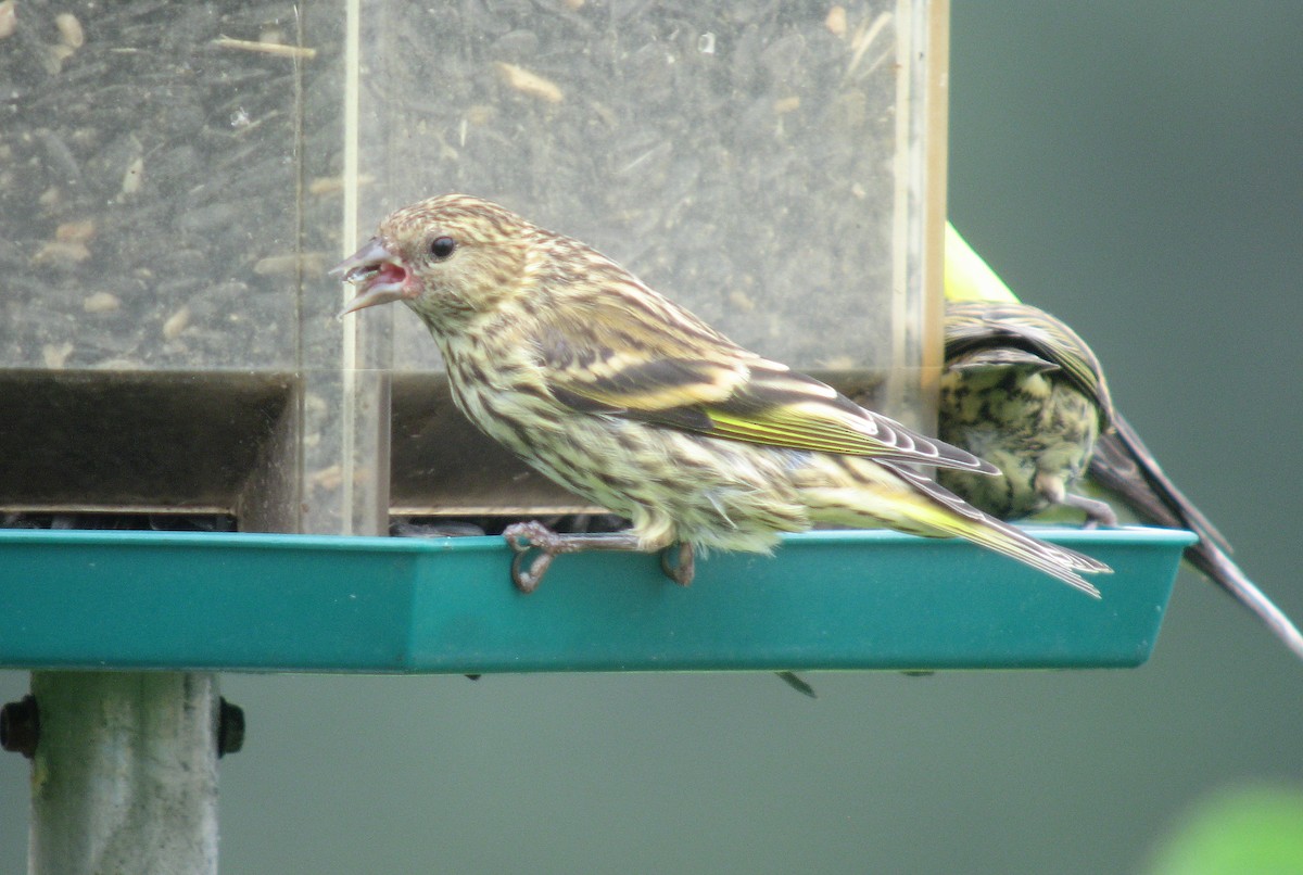 Pine Siskin - ML467037901