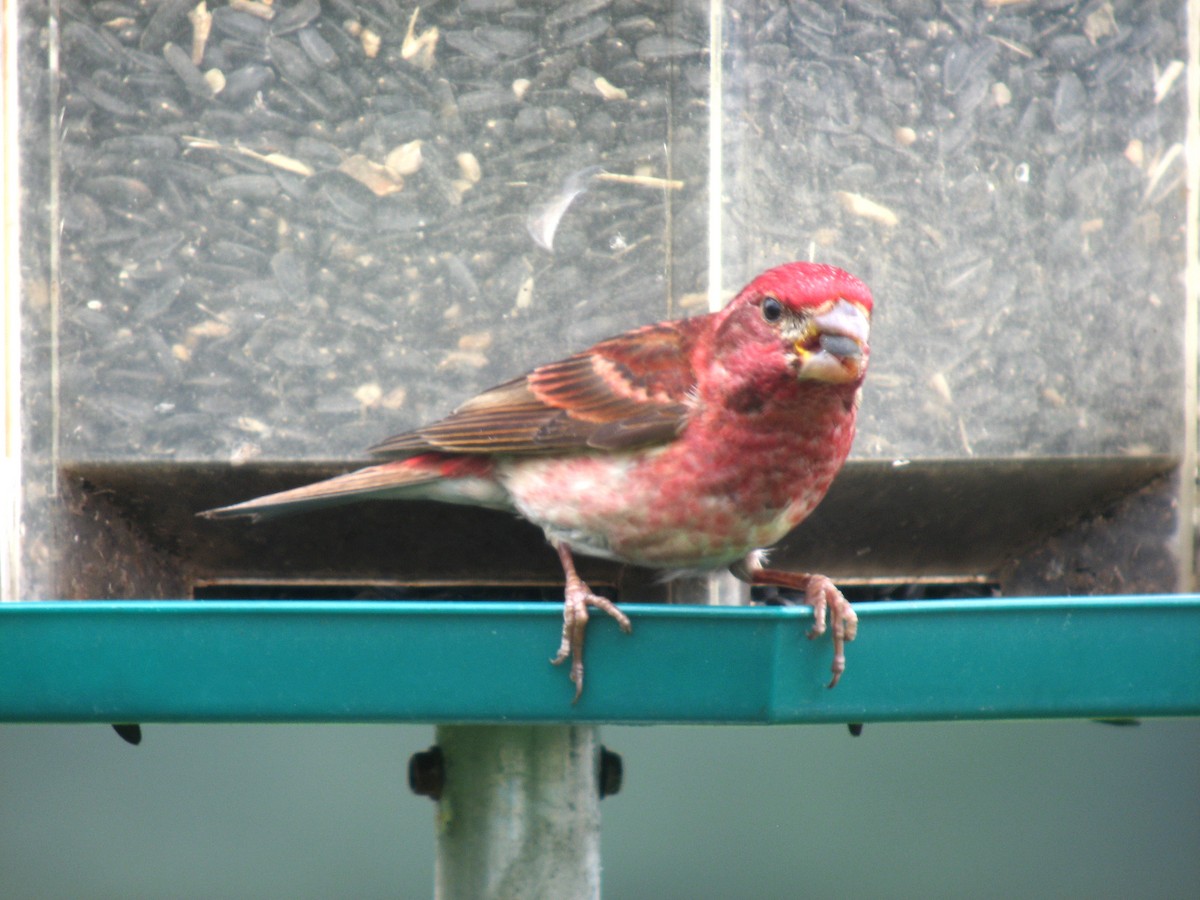 Purple Finch - ML467037931