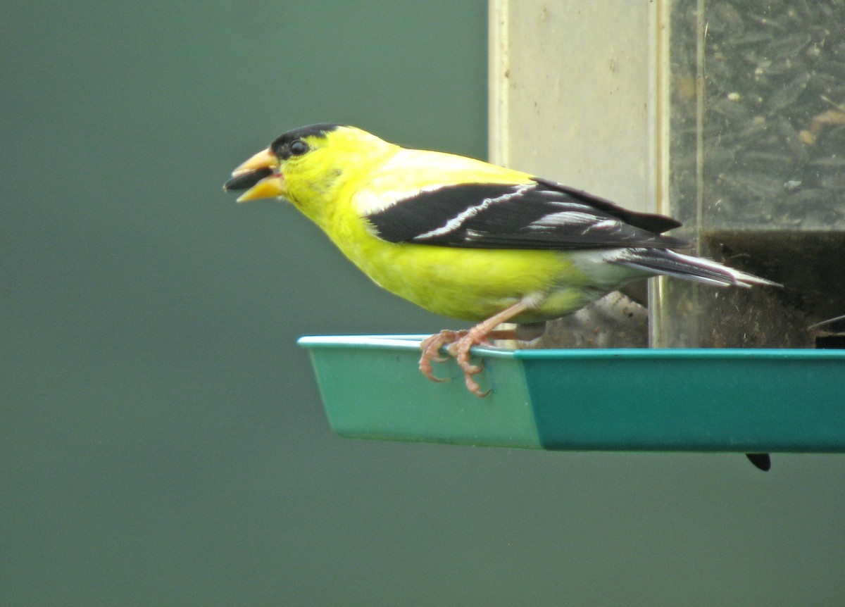 American Goldfinch - ML467037971