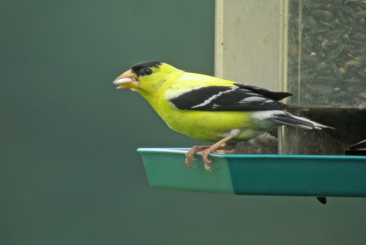 American Goldfinch - ML467037981