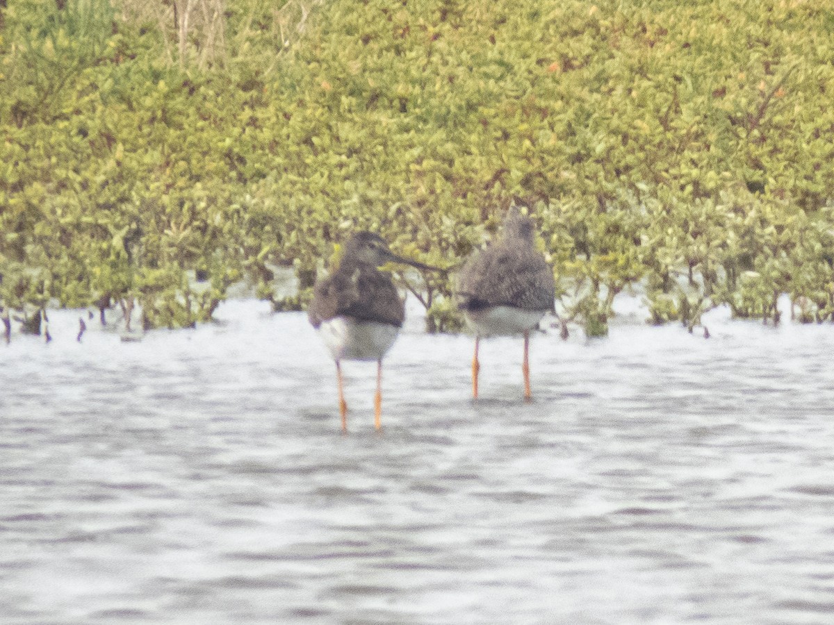 Greater Yellowlegs - ML467039141