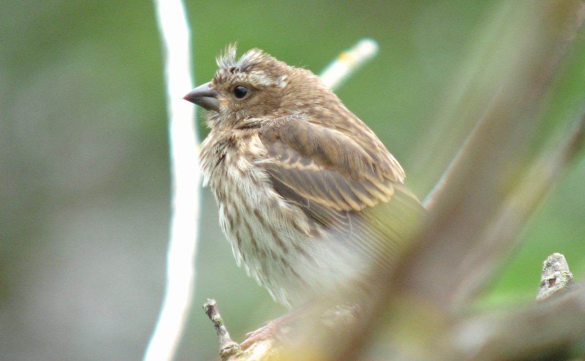 Purple Finch - ML467039151