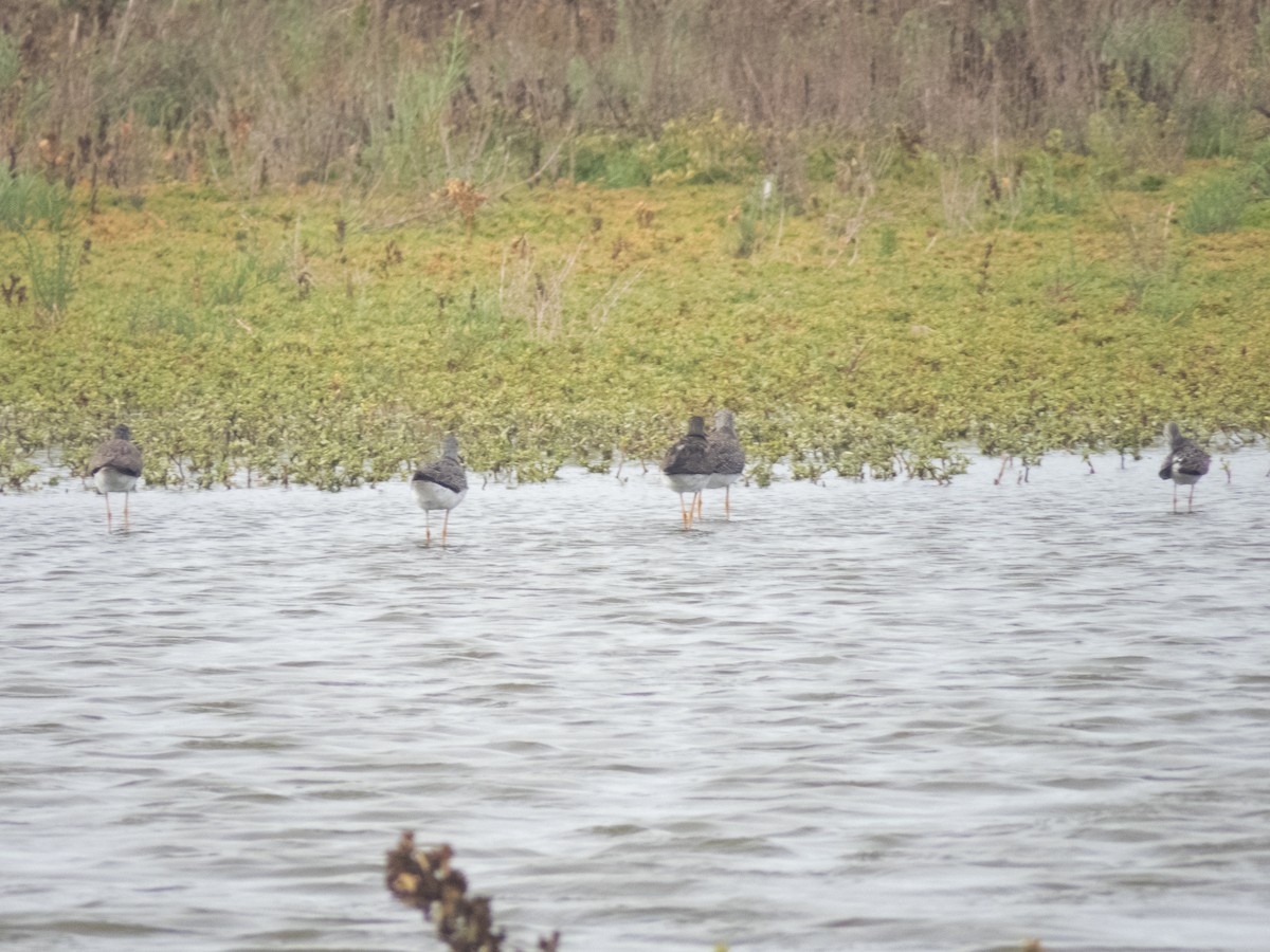 Greater Yellowlegs - ML467039211