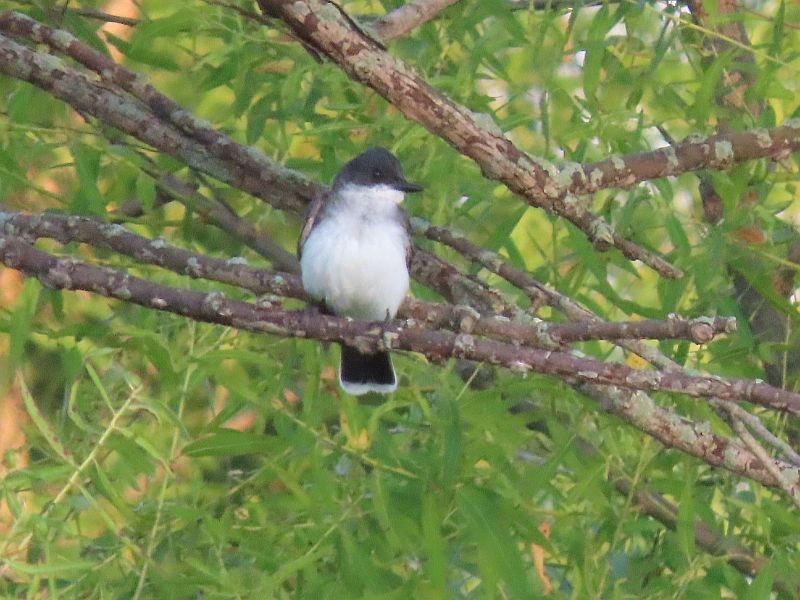 Eastern Kingbird - Tracy The Birder