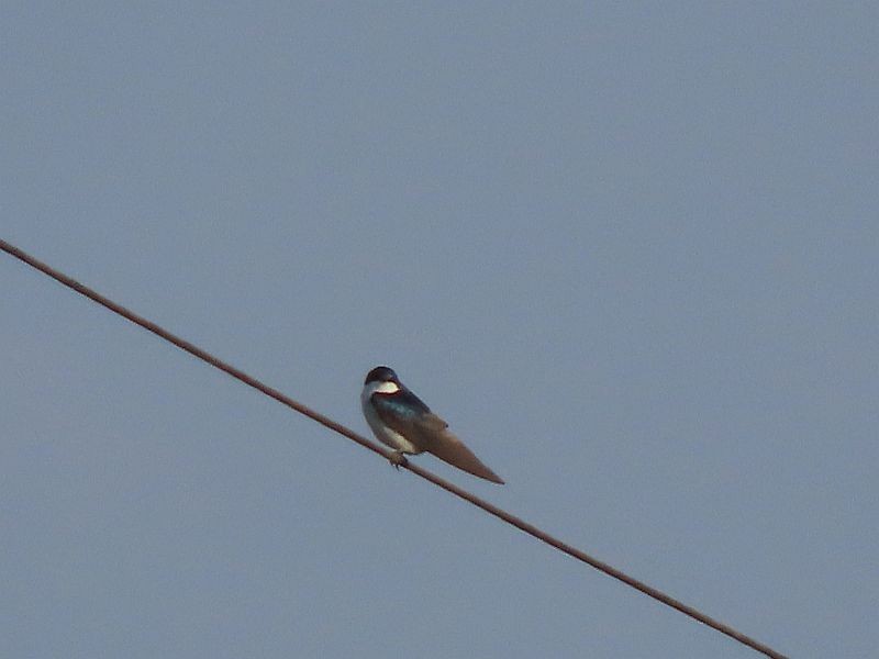 Tree Swallow - Tracy The Birder