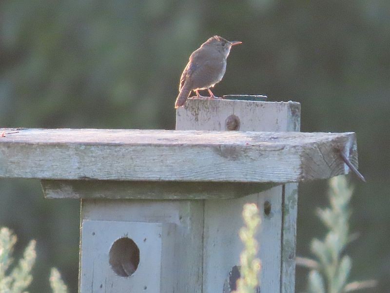 Northern House Wren - ML467039771