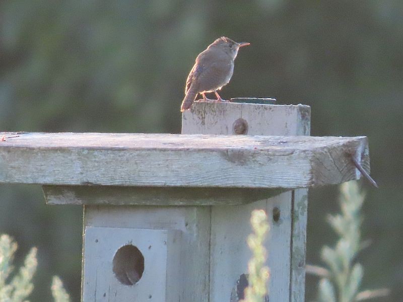 House Wren - Tracy The Birder