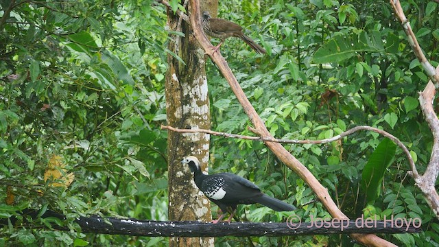 Blue-throated Piping-Guan - ML467039851