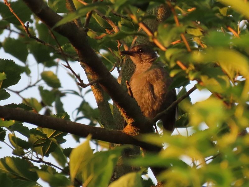 Gray Catbird - Tracy The Birder